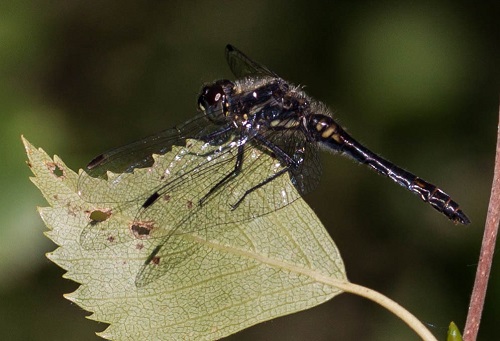 Gåta 4, art, 3 poäng.jpg