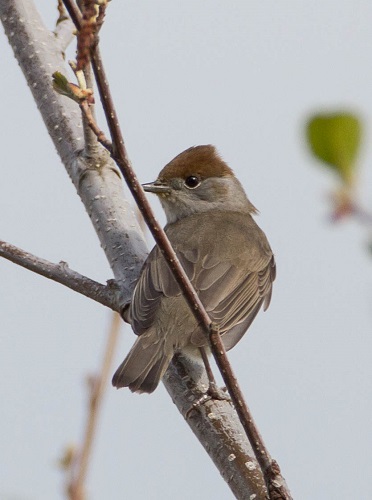 Gåta 3, facit, Svarthätta.jpg