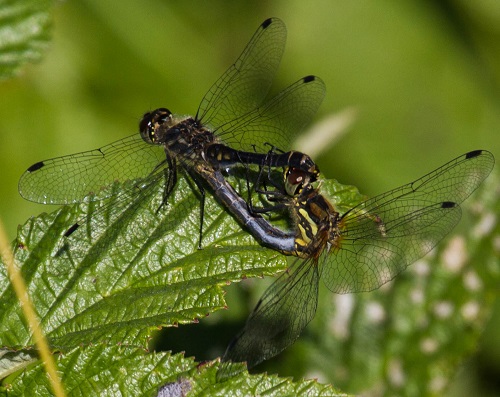 Gåta 4, art, 1 poäng.jpg