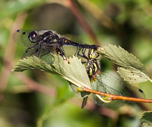 Gåta 4, facit, Sympetrum danae, Se sid 272 i Djiksra.jpg