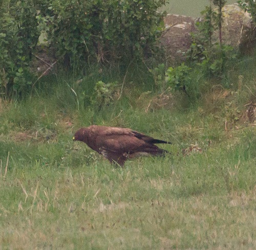 Gåta 5, art, 3 poäng.jpg