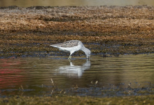 Gåta 6, art, 3 poäng.jpg