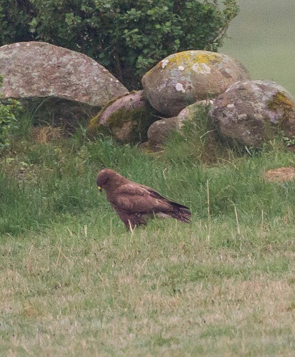 Gåta 5, art, 2 poäng.jpg