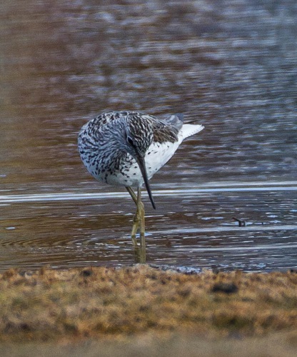 Gåta 6, art, 2 poäng.jpg