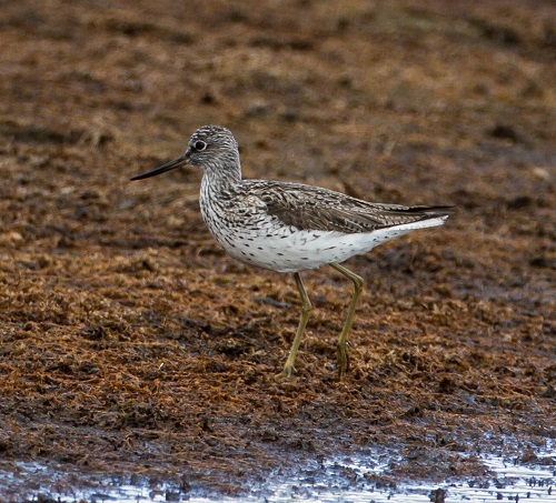 Gåta 6, art, 1 poäng, bild a.jpg