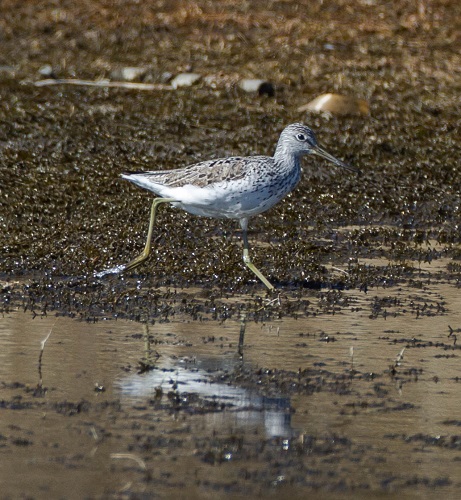 Gåta 6, facit extra.jpg