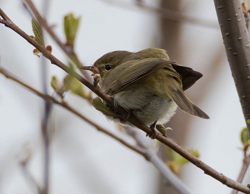 Gåta 7, art, 3 poäng.jpg