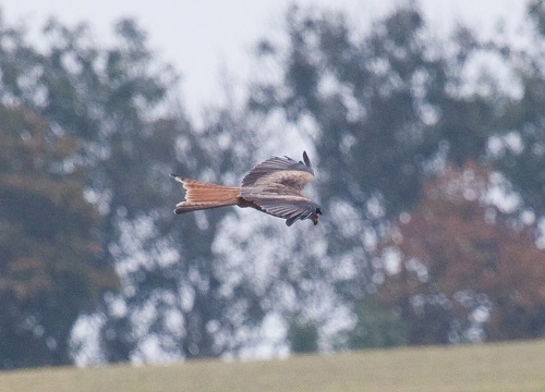 Gåta 5, art, 1 poäng.jpg