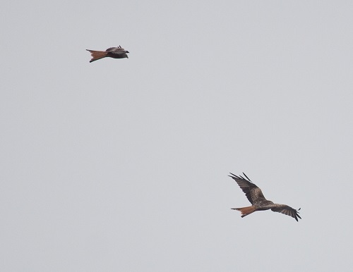 Gåta 5, facit, Röd glada.jpg