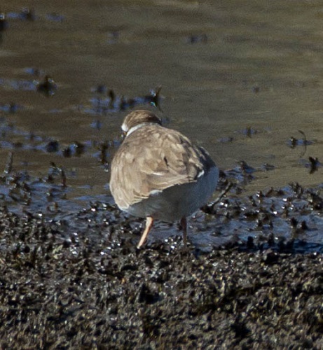 Gåta 8, art, 3 poäng, bild a.jpg