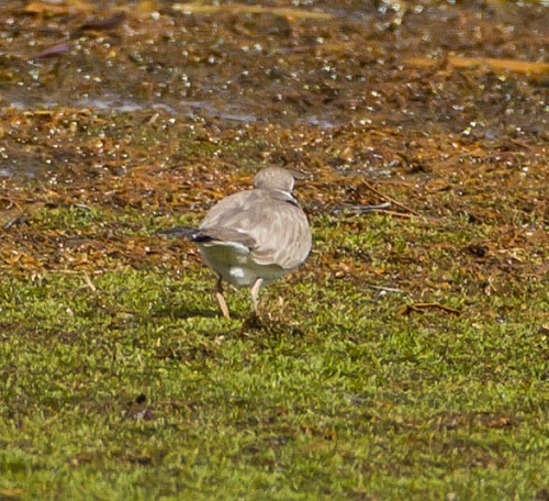 Gåta 8, art, 3 poäng, bild b.jpg