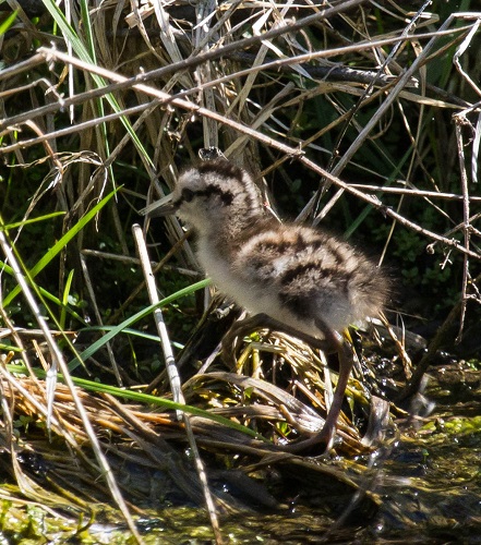 Gåta 10, art, 4p, bild a.jpg