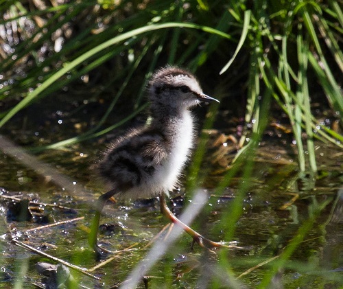 Gåta 10, art, 4p, bild b.jpg