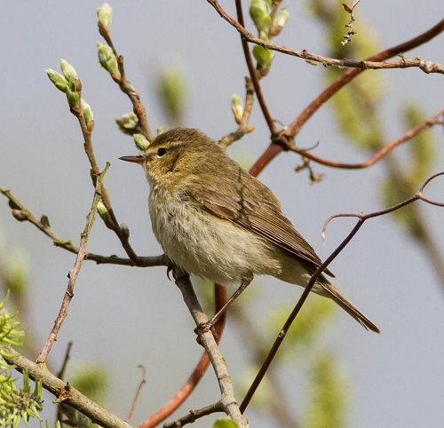 Gåta 7, art, 2 poäng, bild a.jpg