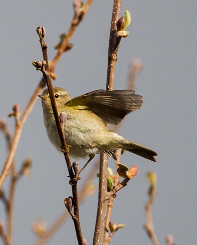 Gåta 7, art, 1 poäng.jpg