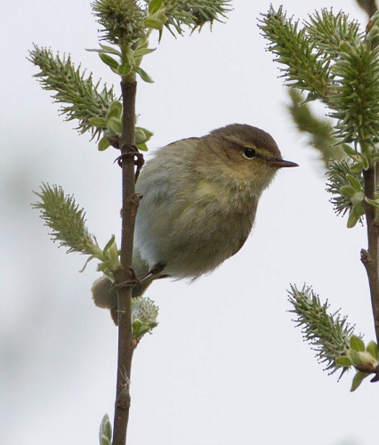 Gåta 7, facit, Gransångare.jpg