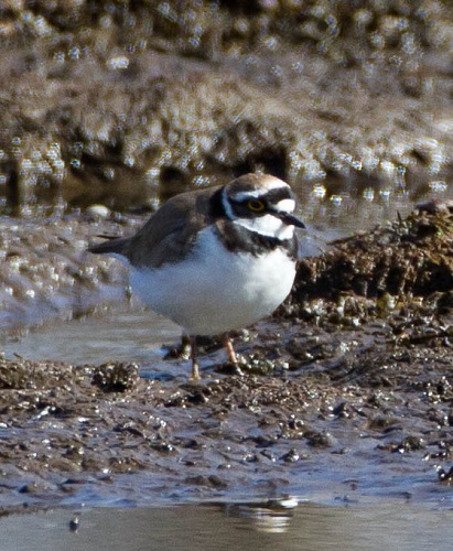 Gåta 8, art, 2 poäng.jpg