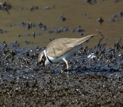 Gåta 8, art, 1 poäng.jpg