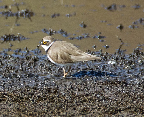 Gåta 8, facit, Mindre strandpipare.jpg