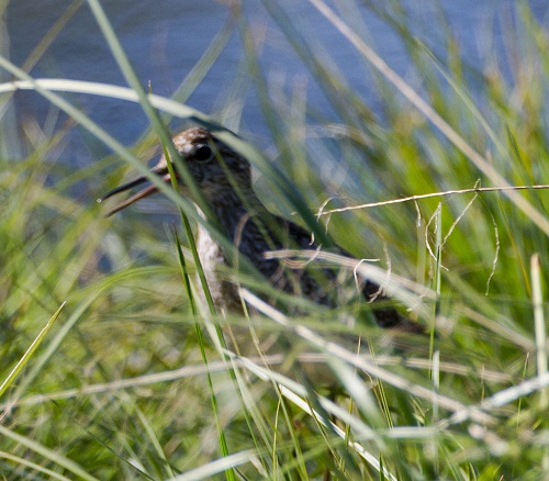 Gåta 10, art, 3p.jpg