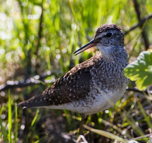 Gåta 10, 2 poäng.jpg