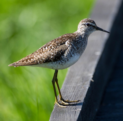 Gåta 10, art, 1p.jpg