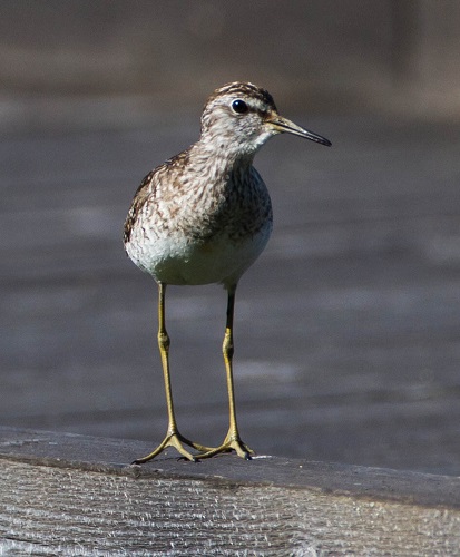 Gåta 10, facit c (föräldrafågel).jpg