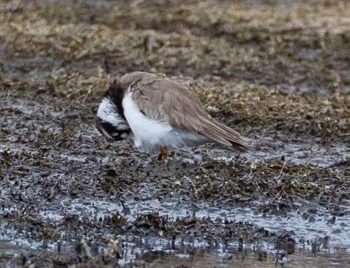 Gåta 11, art, 3 poäng.jpg