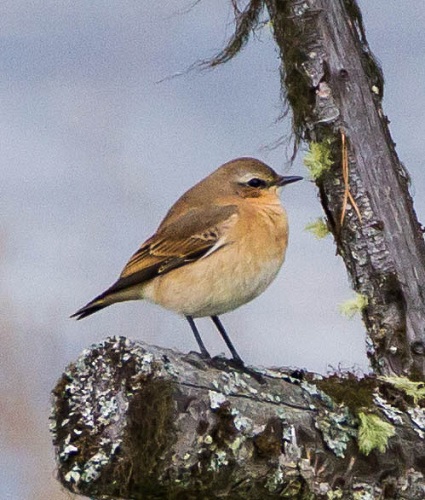 Gåta 12, art, 3 poäng.jpg