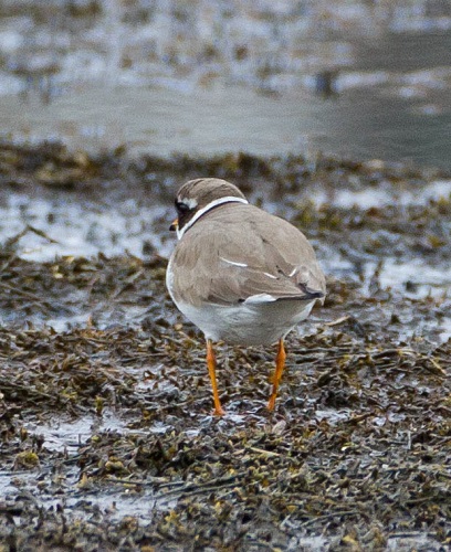 Gåta 11, art, 2 poäng.jpg