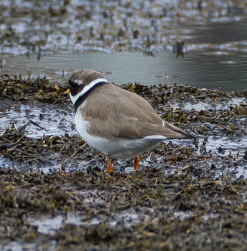 Gåta 11, art, 1 poäng.jpg