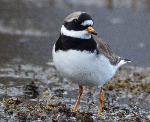 Gåta 11, facit, Större strandpipare, extra.jpg