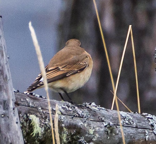 Gåta 12, art, 2 poäng.jpg