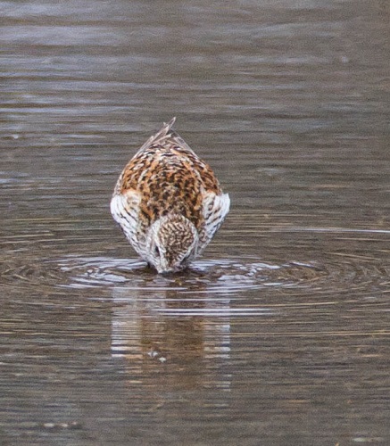 Gåta 14, art, 3 poäng.jpg