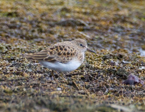 Gåta 15, art, 3 poäng.jpg