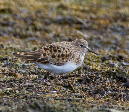 Gåta 15, art, 2 poäng.jpg