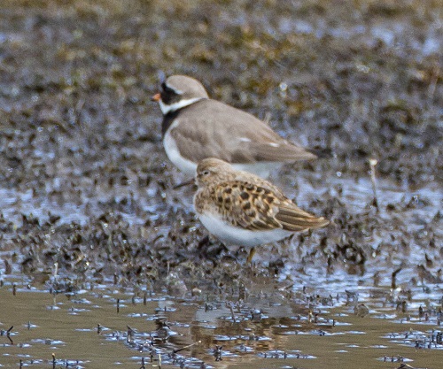 Gåta 15, art, 1 poäng.jpg