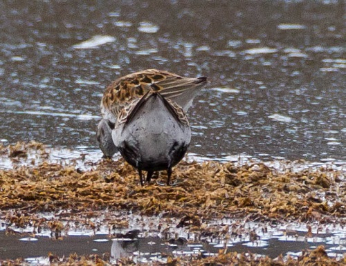 Gåta 14, art, 2 poäng.jpg