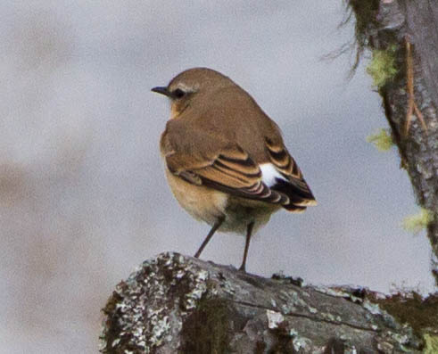 Gåta 12, art, 1 poäng.jpg