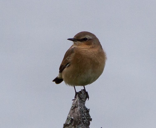 Gåta 12, facit, Stenskvätta.jpg