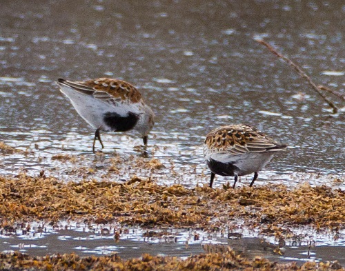 Gåta 14, art, 1 poäng.jpg