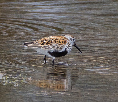 Gåta 14, facit, Kärrsnäppa.jpg