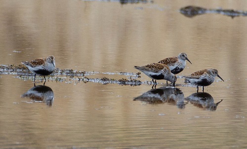 Gåta 14, facit, kärrsnäppor (1).jpg