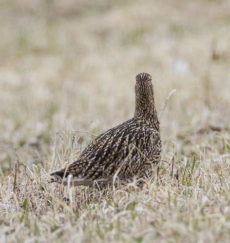 Gåta 16, art, 3 poäng.jpg