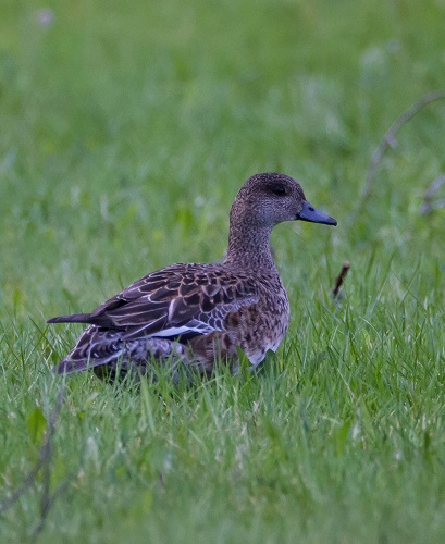 Gåta 19, art, 3 poäng.jpg