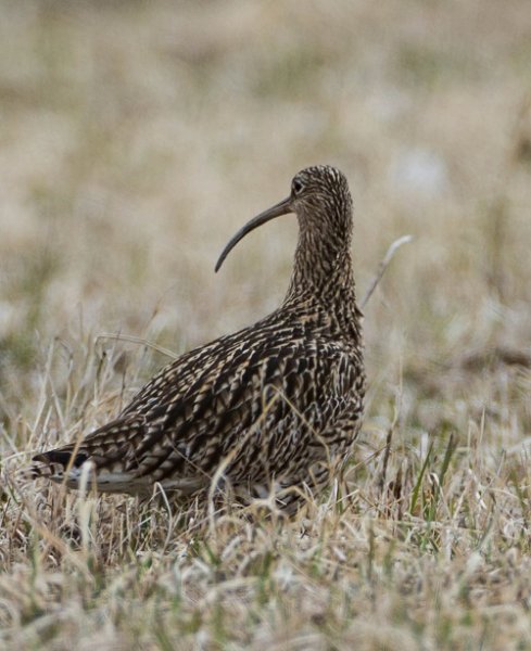 Gåta 16, art, 1 poäng.jpg