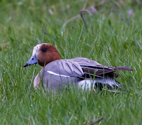 Gåta 19, facit, Bläsand.jpg