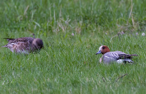 Gåta 19, facit, extra.jpg