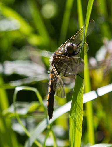 Gåta 20, art, 3 poäng.jpg