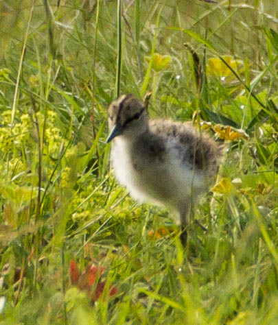 Gåta 22, art, 4 poäng.jpg